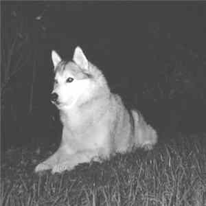 Googoon Gang Bang - Le Chien Qui Cause FLAC