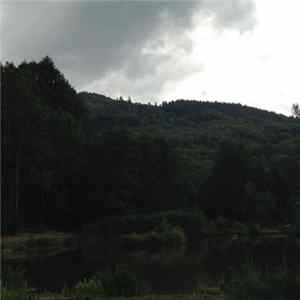 Forest Management - Hidden Sanctuary FLAC