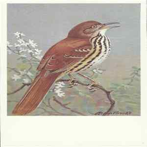No Artist - Brown Thrasher FLAC