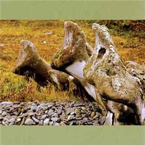 Creation VI & Ugasanie - Птицы Наукана (Birds Of Naukan) FLAC