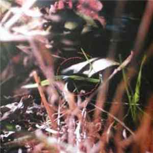 Ora - Amalgam FLAC