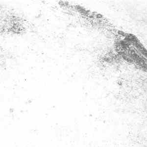 Coppice Halifax - White Pillar [Recalled] FLAC