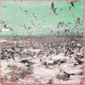The Pitchshifters - Palindromes - Deified FLAC