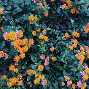Fuvk - Something Deliberate / Almost Tuesday FLAC