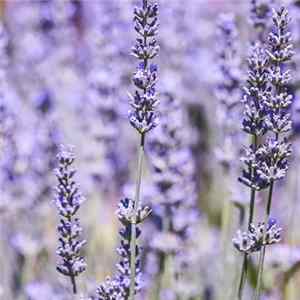 DR - Lavendel FLAC