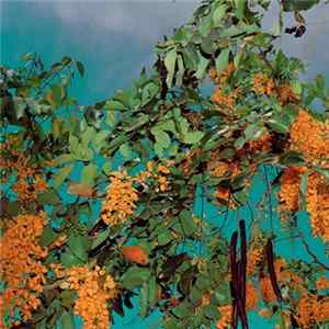Onzo - 001 FLAC