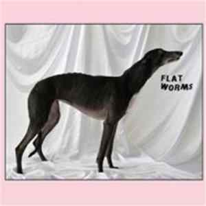 Flat Worms - Flat Worms FLAC