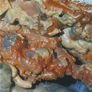 Carrion Crawler - Rot Crumble Collapse FLAC