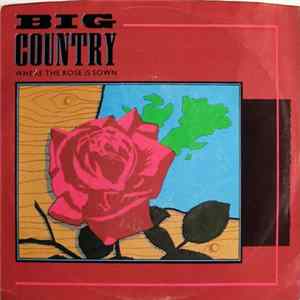 Big Country - Where The Rose Is Sown FLAC