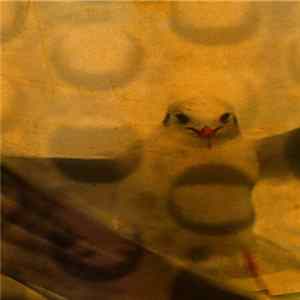 Suspicion Breeds Confidence - Grafamen FLAC