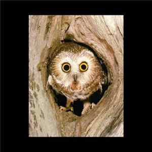 My Owl :) - Oliver FLAC