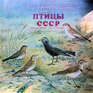 No Artist - Воробьиные: Жаворонки, Коньки (Passeriformes: Lark, Pipits) FLAC
