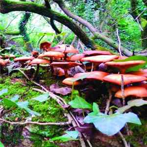 The Mushroom Project - The Mushroom Project FLAC