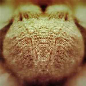H.I.V. Hunk - Dieting Attributes FLAC