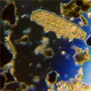 ps - Never Step On Moss Again FLAC