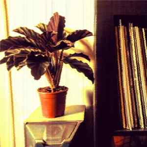Mathlovsky - Pink Carina FLAC