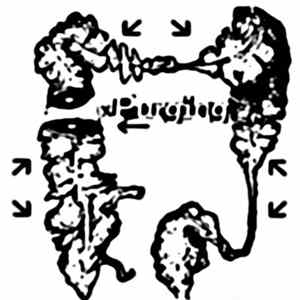 Purging - From The Inside FLAC
