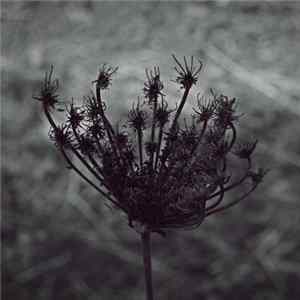 Andrea Cossu - Spira FLAC