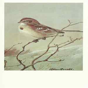 No Artist - Tree Sparrow FLAC