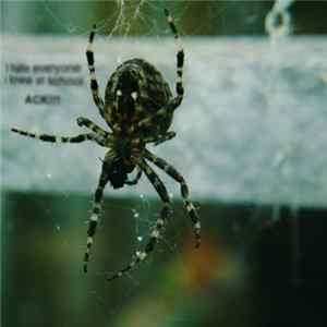 ACK!!! - I Hate Everyone I Knew At School FLAC