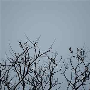 anthéne - Isolation FLAC