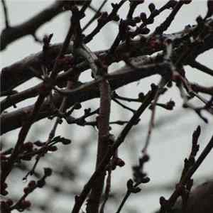 Steam Flow - Despondency FLAC