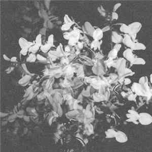 Josef Gaard - Obsidian Falls FLAC