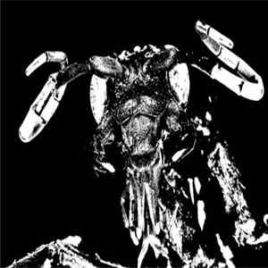 Bug Catcher / Palm Tree Corpse - Bug Catcher / Palm Tree Corpse FLAC
