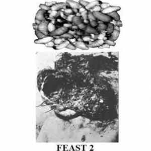 Maggotfeast - Feast 2 FLAC