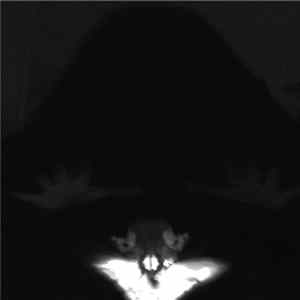 Xanctux - Death FLAC