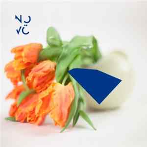 Novö - Sur Une Courbe Continue Sans Tangente FLAC