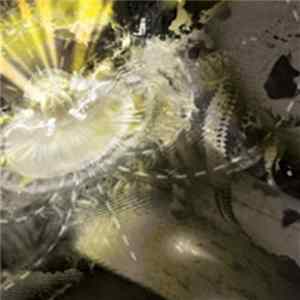 OOO - Aether Dynamic FLAC
