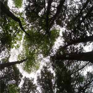 Whoopsydaisy - Whoopsydaisy And Friends FLAC